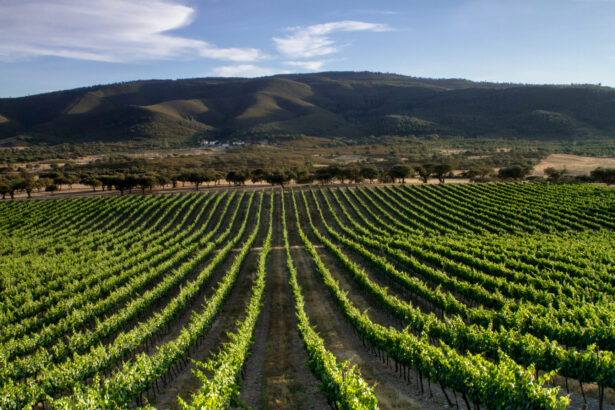 Enoturismo no Alentejo