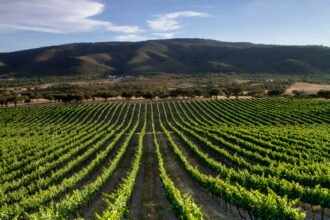 três vinícolas imperdíveis no coração do Alentejo