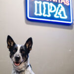 Lagunitas Pet Day