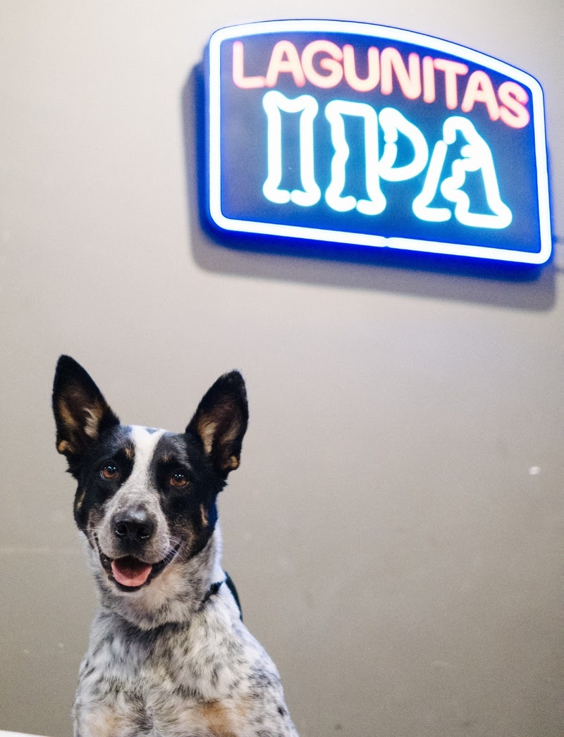 Lagunitas Pet Day