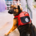 Lagunitas promove campanha de adoção em São Paulo