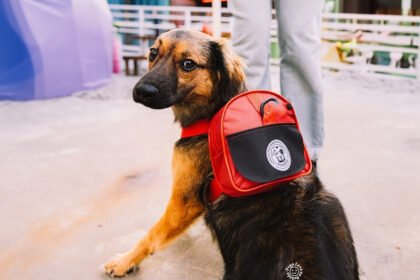 Lagunitas promove campanha de adoção em São Paulo