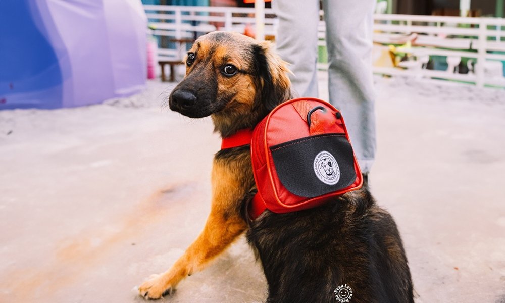 Lagunitas promove campanha de adoção em São Paulo