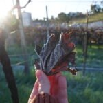 Com degustações, passeio de trator e nova linha de vinhos, Dom Cândido oferece programação de inverno para todas as idades no Vale dos Vinhedos.