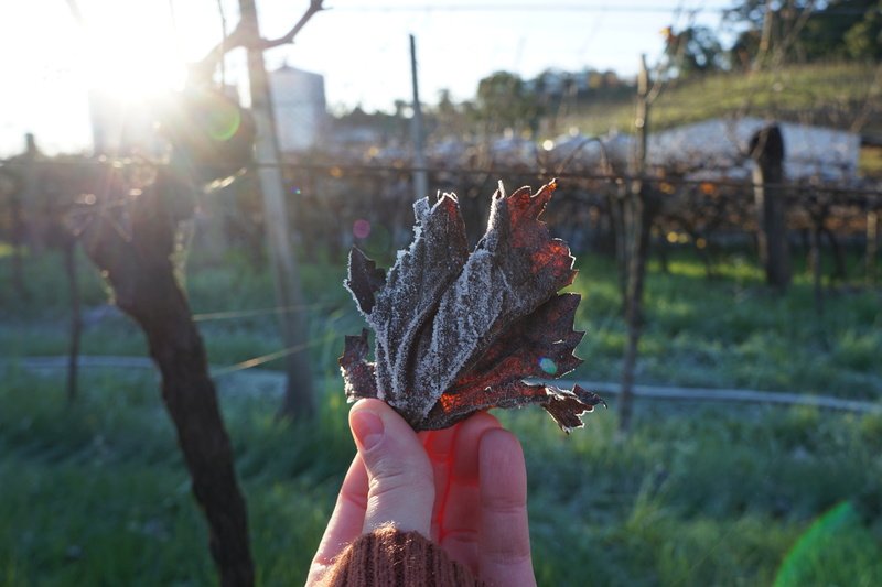 Com degustações, passeio de trator e nova linha de vinhos, Dom Cândido oferece programação de inverno para todas as idades no Vale dos Vinhedos.