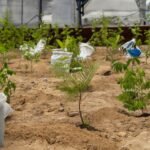 Heineken entrega primeira microfloresta no Nordeste