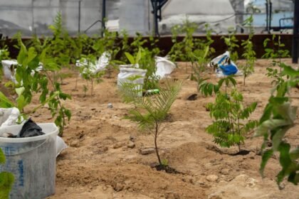 Heineken entrega primeira microfloresta no Nordeste