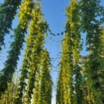 Com mais de 30 produtores, São Paulo investe no cultivo de lúpulo e se destaca na produção artesanal de cerveja. Conheça os bastidores desse crescimento.