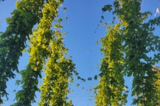 Com mais de 30 produtores, São Paulo investe no cultivo de lúpulo e se destaca na produção artesanal de cerveja. Conheça os bastidores desse crescimento.
