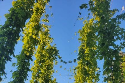 Com mais de 30 produtores, São Paulo investe no cultivo de lúpulo e se destaca na produção artesanal de cerveja. Conheça os bastidores desse crescimento.