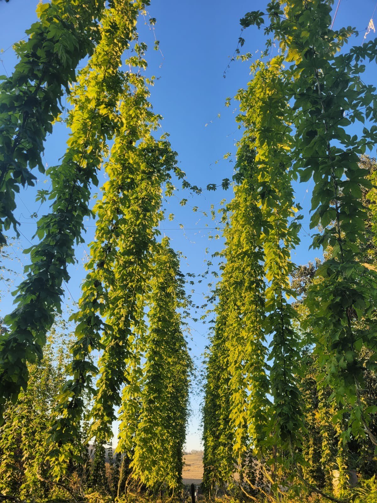 Com mais de 30 produtores, São Paulo investe no cultivo de lúpulo e se destaca na produção artesanal de cerveja. Conheça os bastidores desse crescimento.