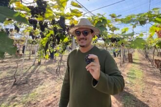 Futuros moradores do Ecivitas Amazonas celebram vindima