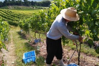 Vale dos Vinhedos apresenta a singularidade D.O.V.V. na ProWine