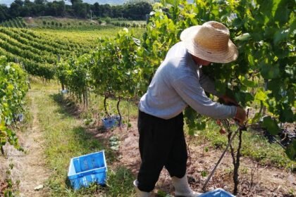 Vale dos Vinhedos apresenta a singularidade D.O.V.V. na ProWine