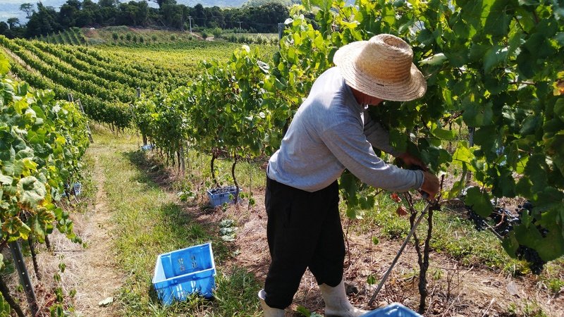 Vale dos Vinhedos apresenta a singularidade D.O.V.V. na ProWine