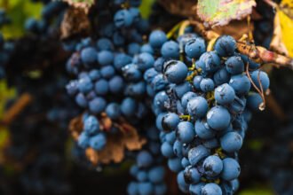 Malbec